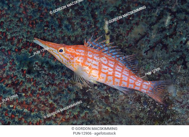 The long-nosed hawkfish Oxycirrhites typus can be found living in association with gorgonian sea fans or with black coral It is characterised by frequent...