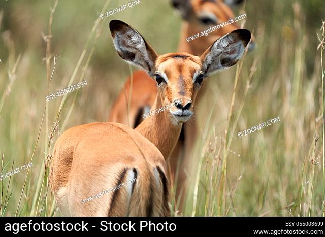 Impala Group Impalas Antelope Portrait Africa Safari. High quality photo