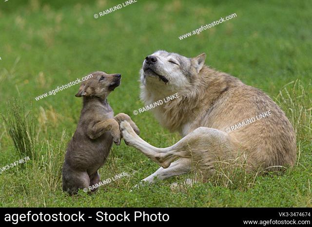 Wolf, Canis lupus, adult with cub