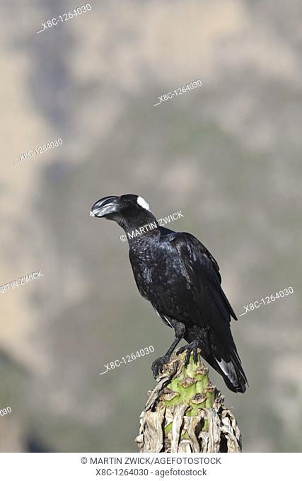 Thick-billed raven Corvus crassirostris in the highlands of Ethiopia, sitting on the flower stem of a giant lobelia, Lobelia Rhynchopetalum  Thick-billed ravens...