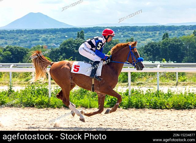 Horse race on prize Ogranichitelni in Pyatigorsk