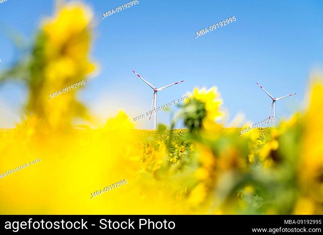 Wind turbines in the sunflower field under blue sky