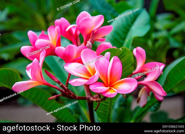 Closeup of tropical pink Champa flowers in the sun