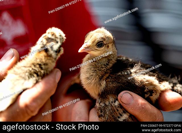 07 June 2023, Berlin: A staff member on Peacock Island holds pheasant (l) and peacock chicks hatched the night before. Photo: Fabian Sommer/dpa