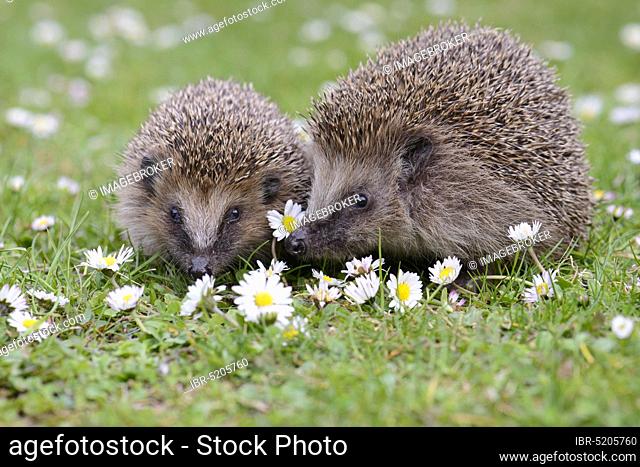 European hedgehogs (Erinaceus europaeus) , Lower Saxony, Germany, Europe