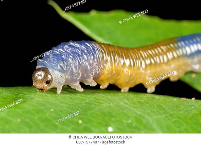 Caterpillar from Kampung Skudup, Sarawak, Malaysia
