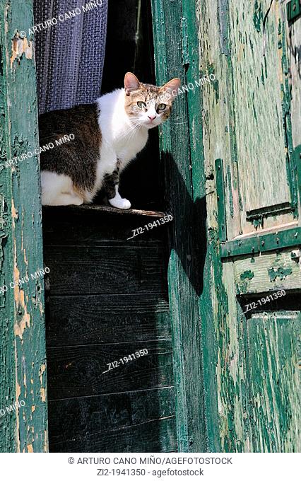 Cat on a door guard. Sighisoara, Romania