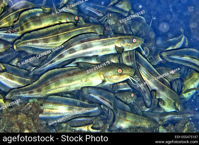 Eeltail Catfishes, Lembeh, North Sulawesi, Indonesia, Asia