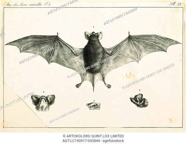 Nyctinomus brasiliensis, Print, The Mexican free-tailed bat or Brazilian free-tailed bat (Tadarida brasiliensis) is a medium-sized bat native to the Americas