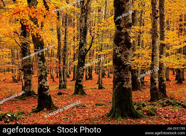 Beech forest in the route of the montaineers in the Sierra Urbasa. Navarra