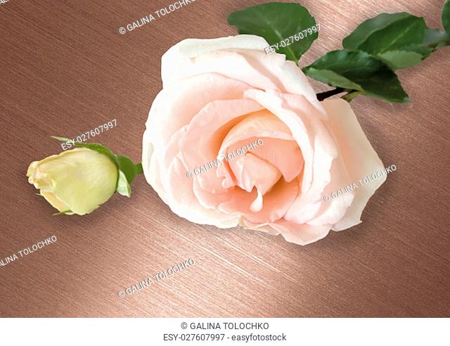 Beautiful pale pink rose on brown shiny background. Presents closeup