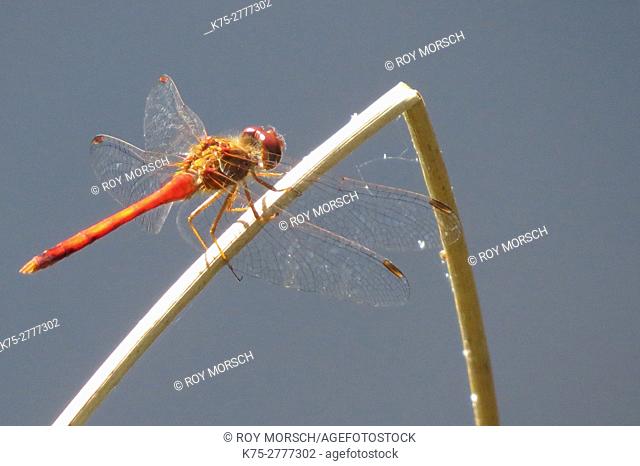 orange darner dragonfly