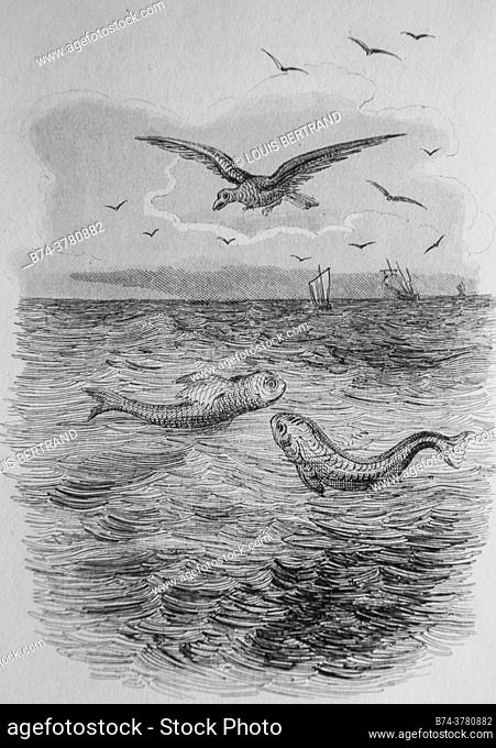 the flying fish, florian fables illustrated by victor adam, publisher delloye, desme 1838