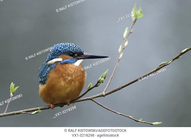 Eurasian Kingfisher ( Alcedo atthis ), male, resting, perched on a natural branch with fresh green, break of spring, wildlife, Europe