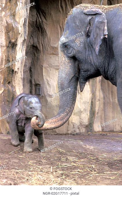 Mother and Baby Elephant Linking Trunks