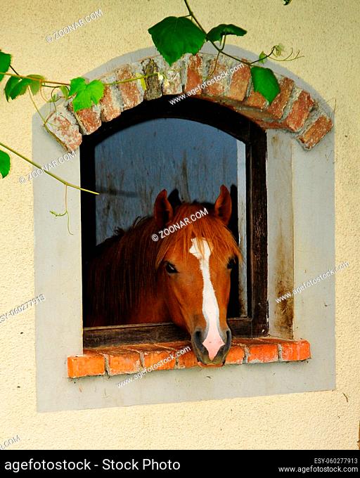 Cute red and brown horse looking through window, animal curiosity