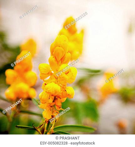 Yellow small flower Cassia