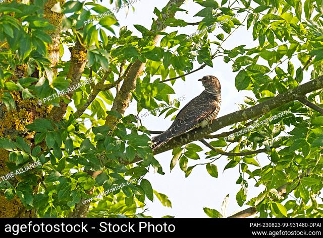 13 August 2023, Mecklenburg-Western Pomerania, Dranske Auf Rügen: 13.08.2023, Dranske. A cuckoo (Cuculus canorus) sits between leaves on a branch in a tree near...
