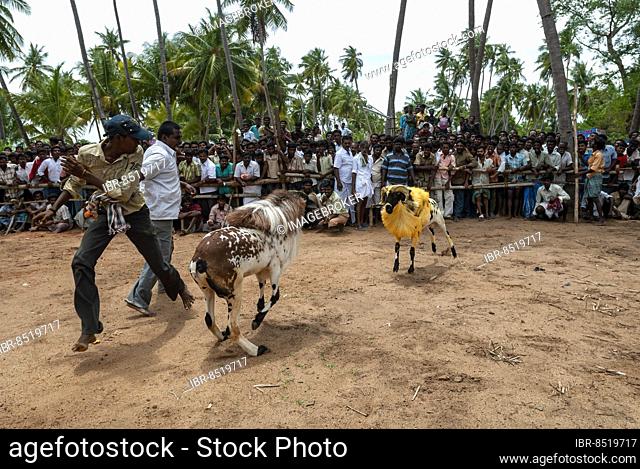 Kidaai Muttu Goat fighting near Madurai, Tamil Nadu, South India, India, Asia
