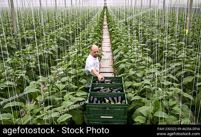 22 March 2023, Brandenburg, Fretzdorf: In the greenhouses of Werder Frucht GmbH in North Brandenburg near Wittstock/Dosse, Jurek harvests the first eggplants