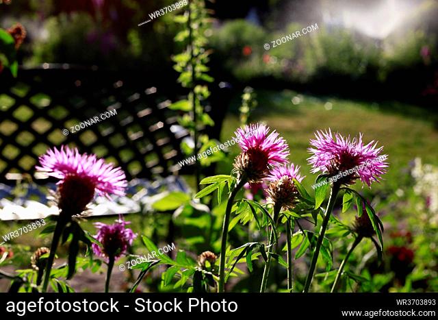 Zweifarbige Flockenblume (Centaurea dealbata) - Blüteenköpfe im Gegenlicht
