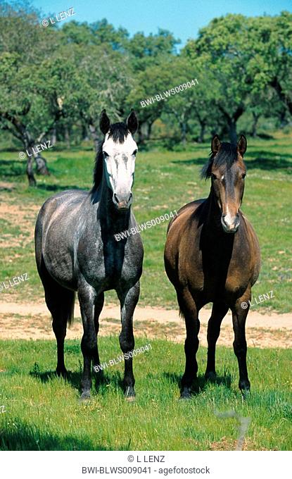 Lusitanian horse Equus przewalskii f. caballus, on pasture, Portugal