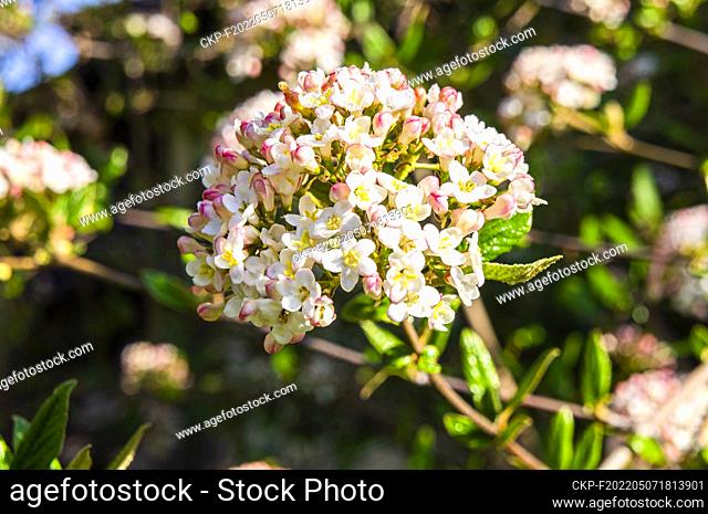 Hybrid Viburnum × burkwoodii flowering in Pruhonice, Czech Republic on April 26, 2022. (CTK Photo/Libor Sojka)