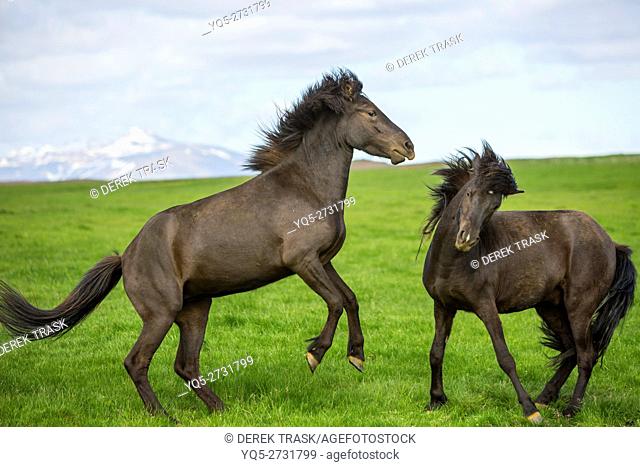 Icelandic horses near Bryggja, Iceland, South West Iceland, Golden Circle tour, Evolved from ponies taken to Iceland in the 9th and 10th centries by Norse...