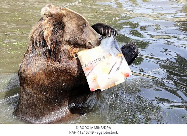 The Kamchatka brown bear (6 years old) fishes an ice block filled with treats like fish, fruit and bread out of the water at the Hagenbeck zoo (Tierpark...