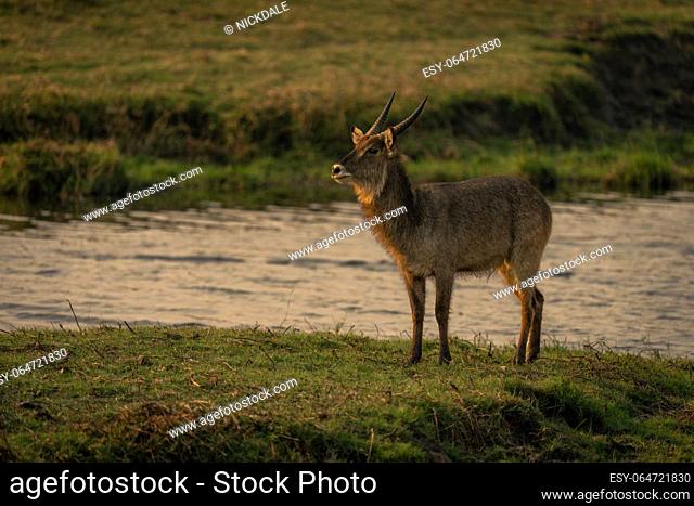 Male common waterbuck stands on grass island