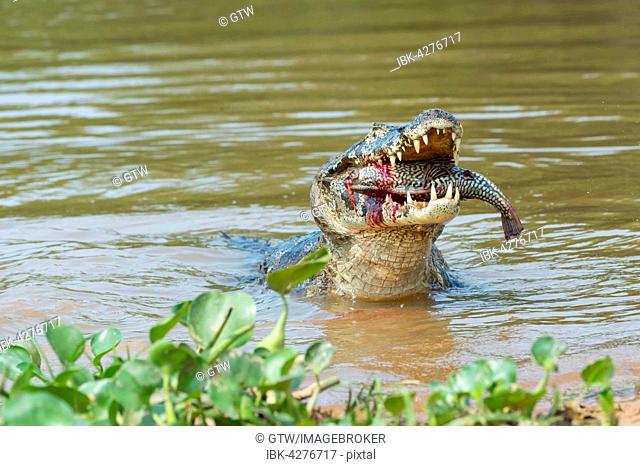 Yacare Caiman (Caiman yacare) devouring a fish, Cuiaba river, Pantanal, Brazil