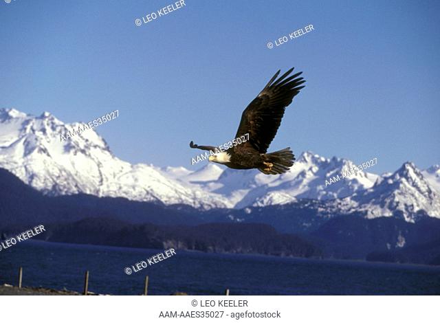 Bald Eagle in Flight Haliaeetus Homer - Alaska