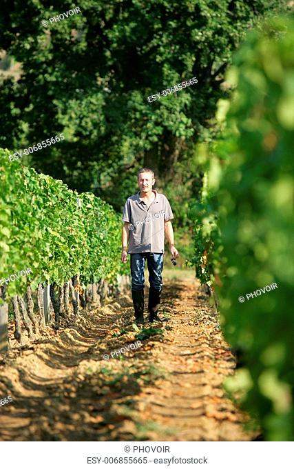 man walking in the vineyards