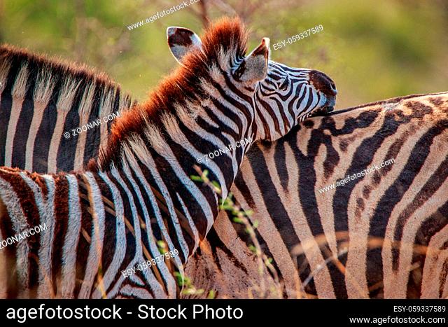 Bonding Zebras in the Kruger National Park, South Africa