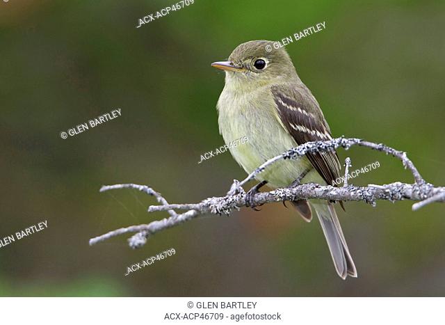 Yellow-bellied Flycatcher Empidonax flaviventris perched on a branch in Newfoundland, Canada