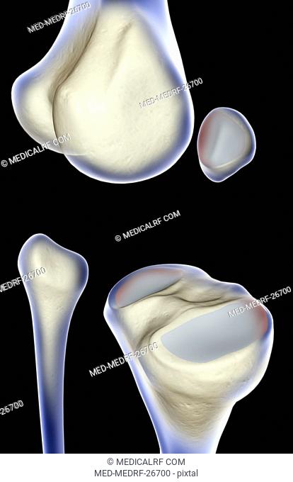 Bone structure of the knee