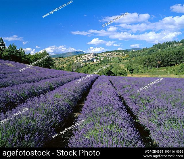 Lavender & Village View
