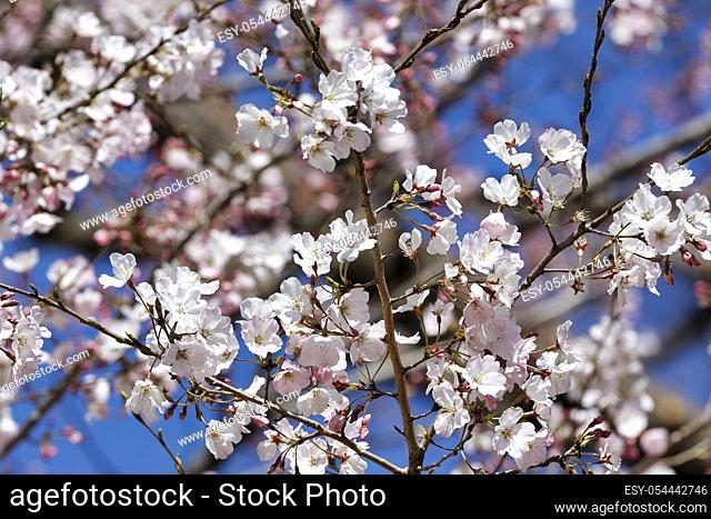 Cherry blossoms in full bloom is seen at Ueno Park in Tokyo, Japan