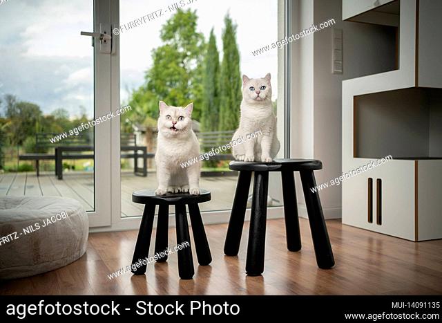 two cute fluffy white british shorthair cats sitting on black stools inside of modern home interior