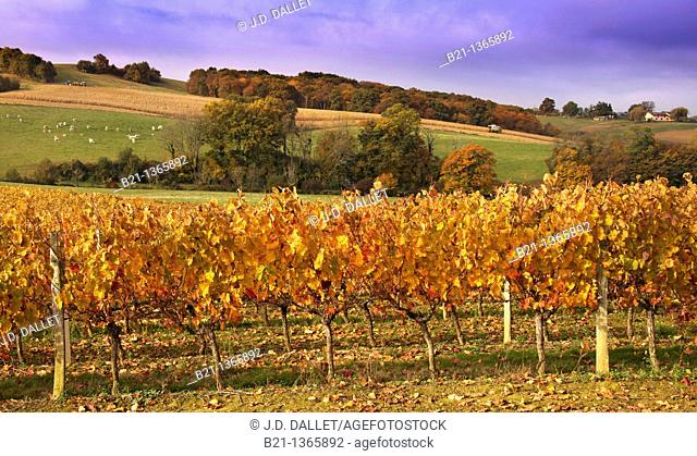 France-Midi Pyrenées-Gers- landscape of wine fields, corn fields and cattles, near Manciet