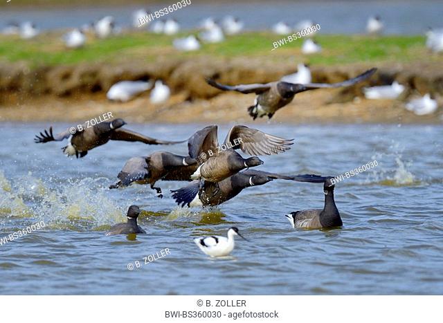 brent goose (Branta bernicla), troop of brent geese flying off, Netherlands