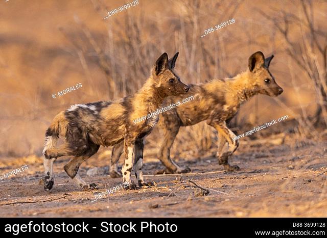 Africa, Namibia, Private reserve, African wild dog or African hunting dog or African painted dog (Lycaon pictus), group of youngs, captive