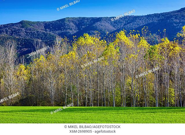 meadow and poplar grove. Maeztu. Alava, Basque Country, Spain, Europe