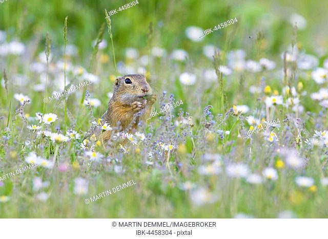 European ground squirrel or souslik (Spermophilus citellus) eating daisies, National Park Lake Neusiedl, Burgenland, Austria