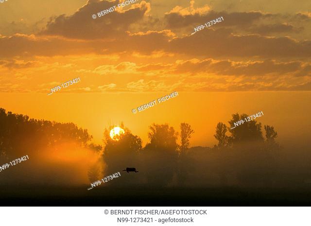 Sunrise over river valley, flying White Stork, poplars, Ebrach, Franconia, Bavaria, Germany