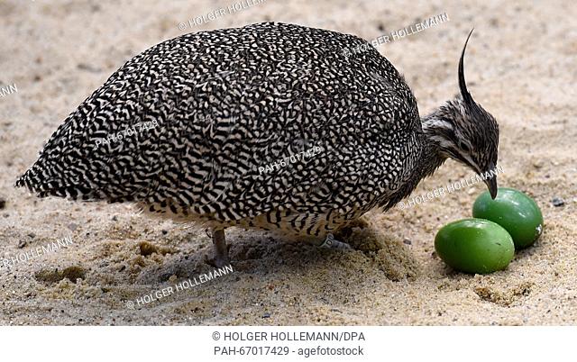 An elegant crested tinamou looking at eggs at the World Bird Park in Walsrode, Germany, 17 March 2016. More than 4, 000 birds of roughly 675 different types...