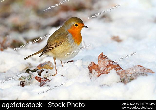 01 December 2023, Berlin: 01.12.2022, Berlin. A robin (Erithacus rubecula) stands in the snow between the remaining autumn leaves on a cold December day