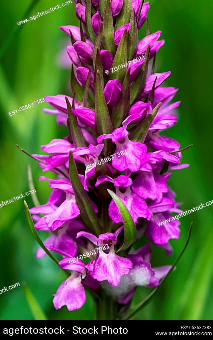 Closeup of beautiful purple wild orchids flower