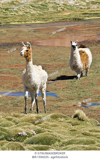 Llamas (Lama glama), Atacama Desert, Antofagasta region, Chile, South America