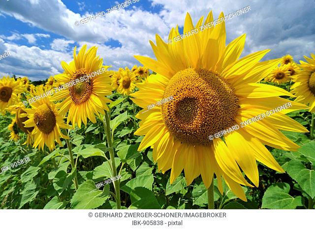 Sunflowers growing in a field in Lower Austria, Austria, Europe